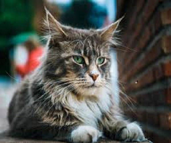 Γάτα με πράσινα μάτια. παζλ online