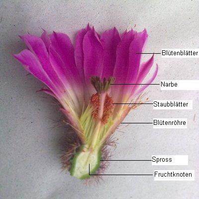 označování květin online puzzle