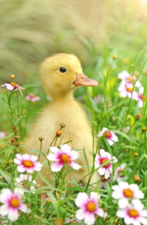 Petites fleurs de canard puzzle en ligne