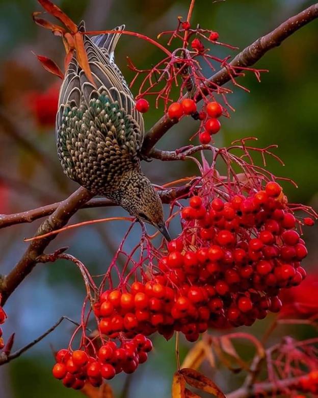 Krásný pták přírody online puzzle