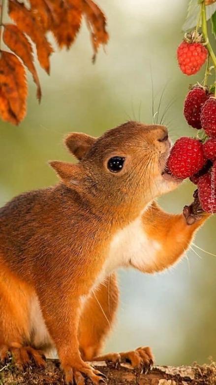 Tasty raspberries eats with appetite jigsaw puzzle online