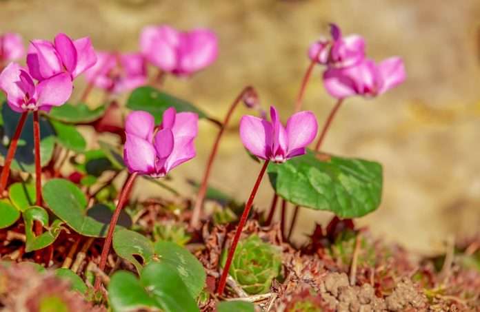 plantas cor de rosa puzzle online