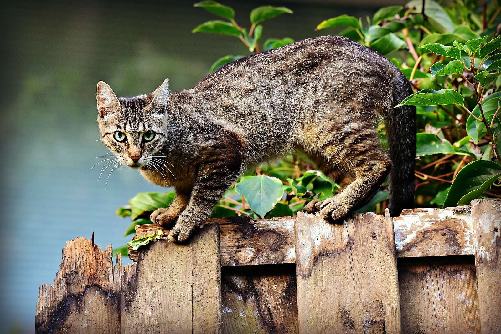 котка, седнала на оградата онлайн пъзел