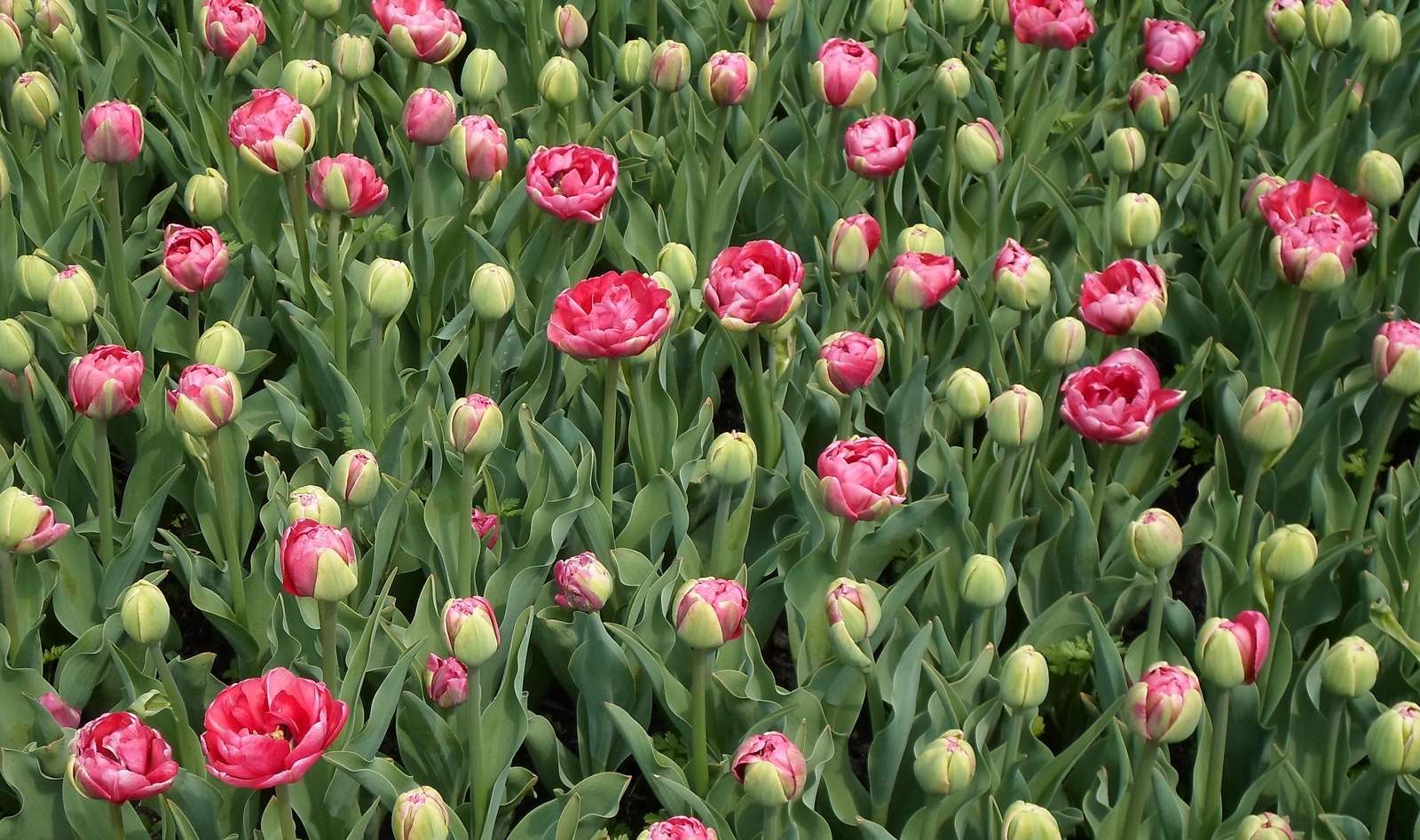 tulipán online puzzle
