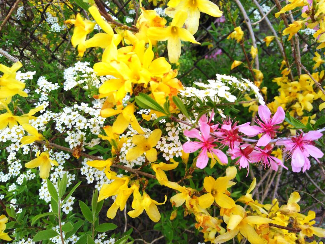 пролетни цветя онлайн пъзел