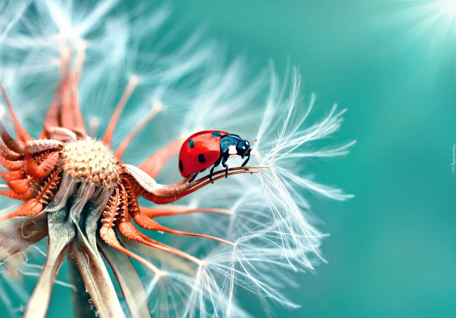 Insekt, Nahaufnahme, Organismus Puzzlespiel online