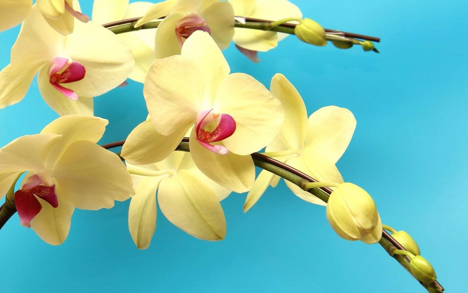 орхидея пазл онлайн