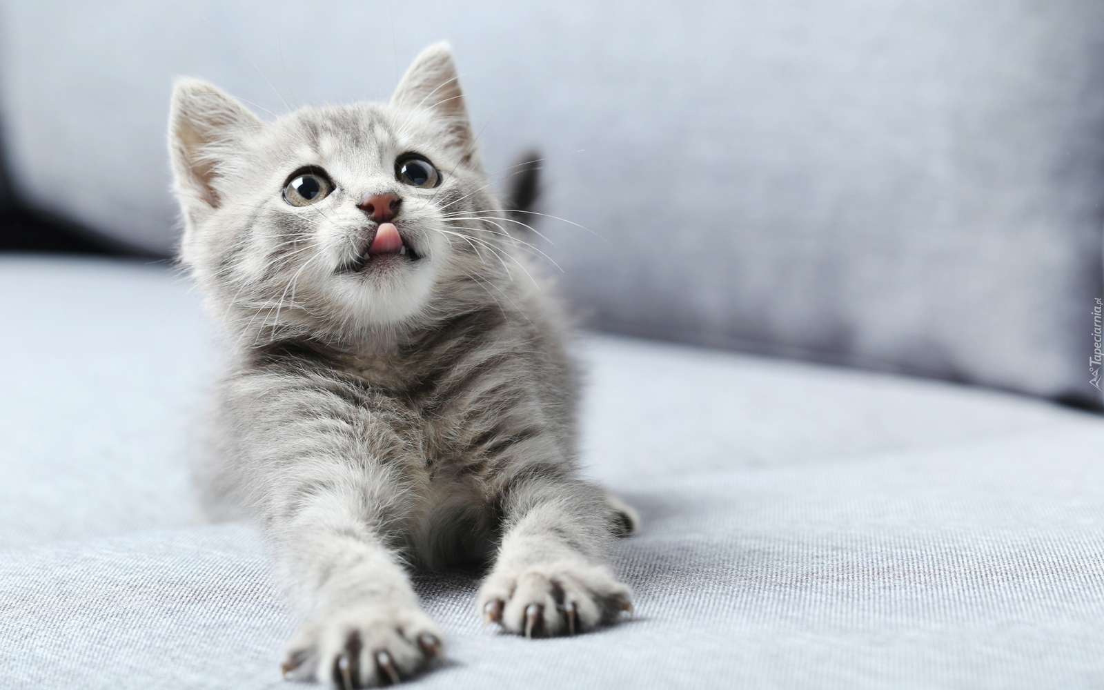 liten grå kattunge Pussel online