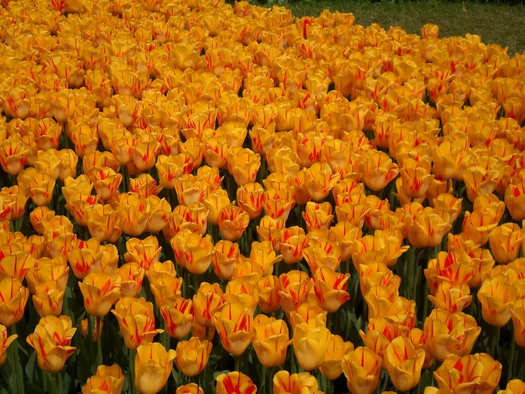 tulipanes rompecabezas en línea
