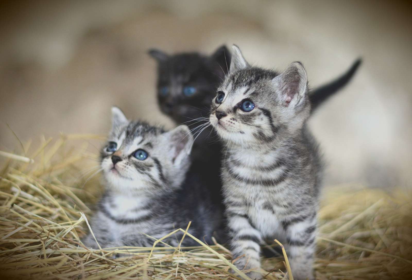 τρεις ωραίες γάτες παζλ online