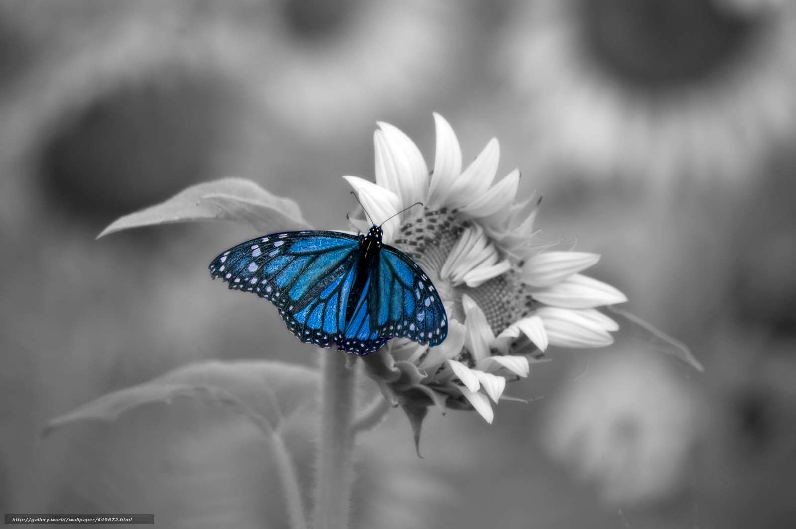 papillon  skládačky online