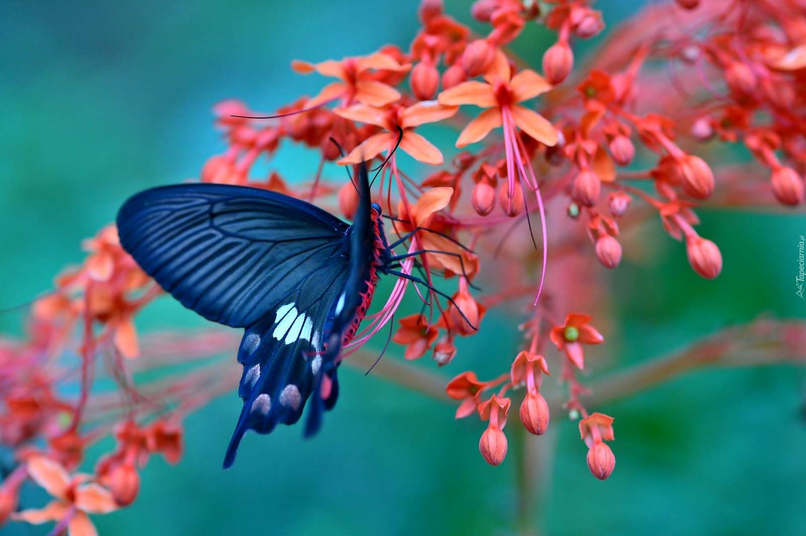 papillon  online puzzel