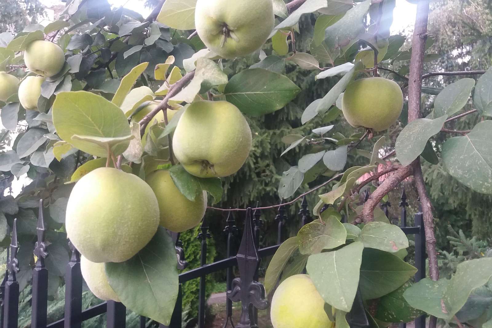 яблоки на дереве онлайн-пазл