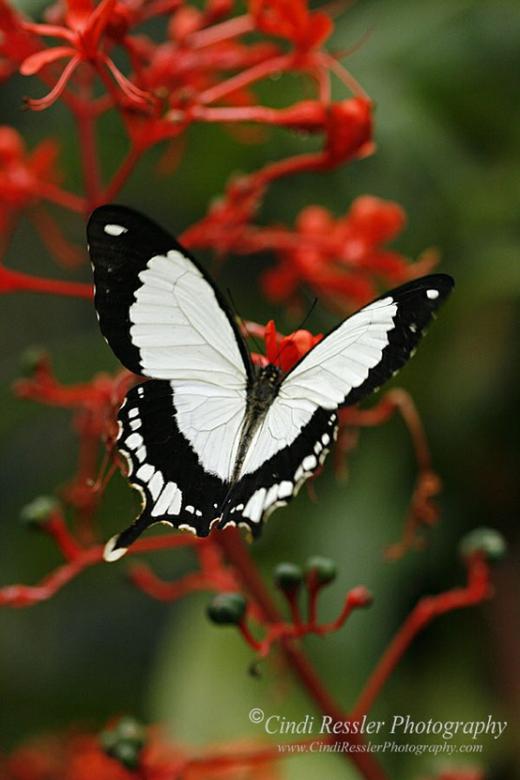 Papillon  online puzzle