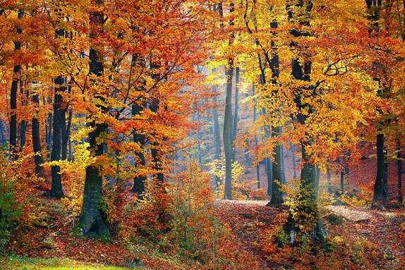 Herbst im Wald. Online-Puzzle