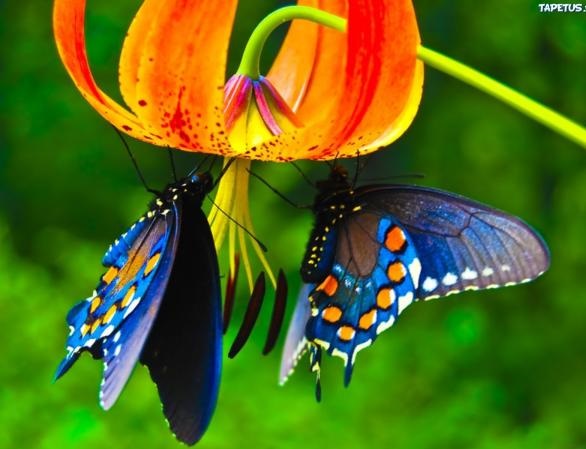 Δύο πεταλούδες online παζλ
