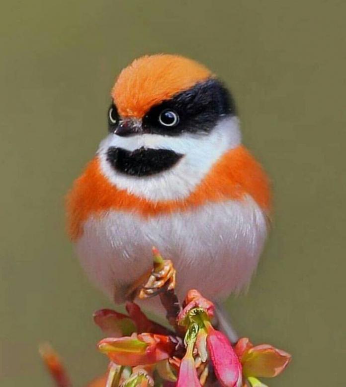 美しい小鳥 ジグソーパズルオンライン