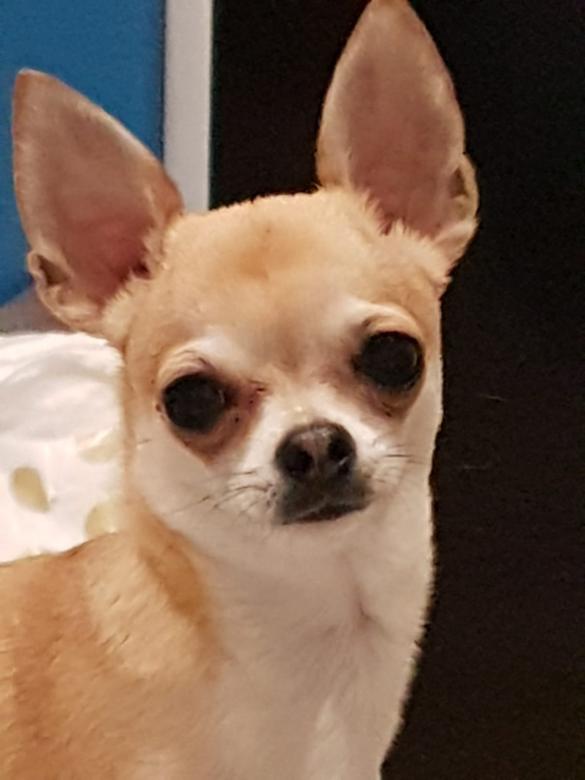 Chihuahua pussel på nätet