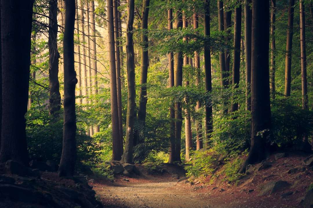 Krásná lesní cesta skládačky online