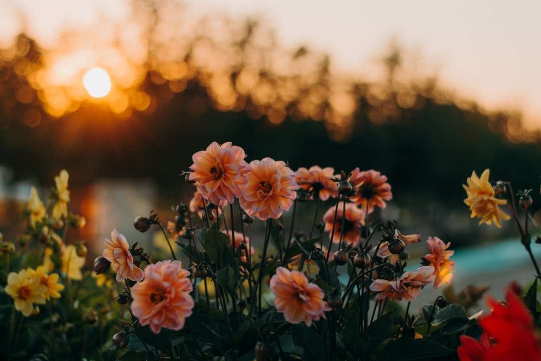 Dahlias roses au coucher du soleil bokeh puzzle en ligne