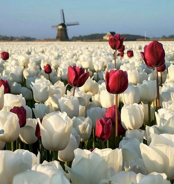 Witte tulpen online puzzel