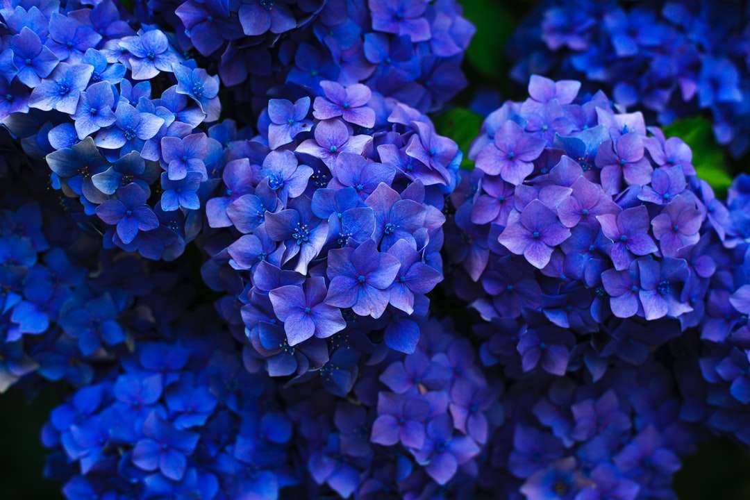 Donkerblauwe hortensia online puzzel