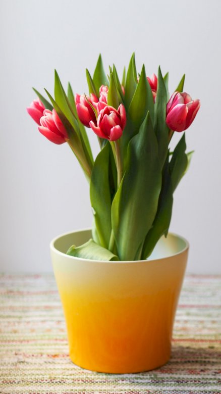 Piros tulipánok online puzzle