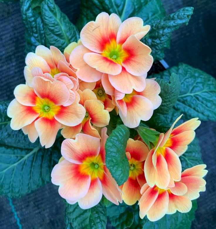 Floral inspiration online puzzle