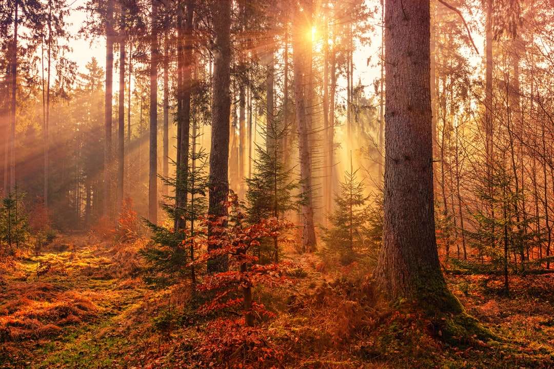 Таємниче лісове світло онлайн пазл
