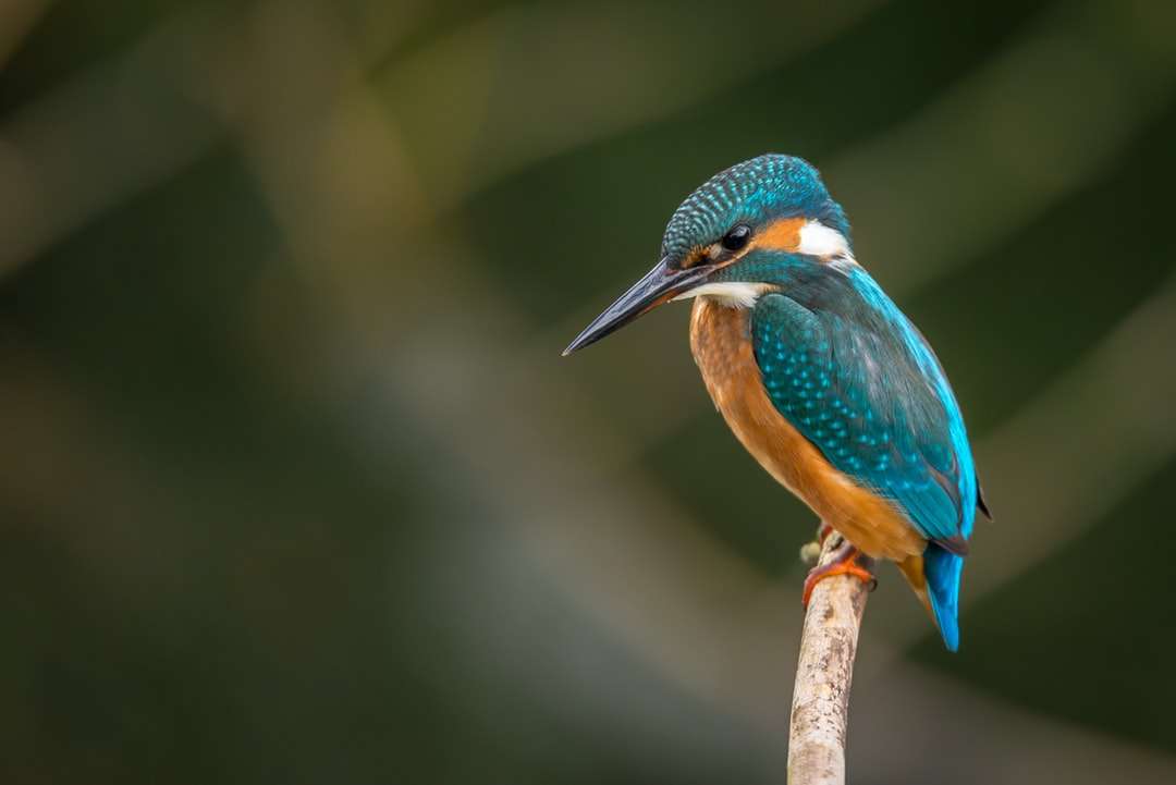 Posazený modrý a oranžový pták online puzzle