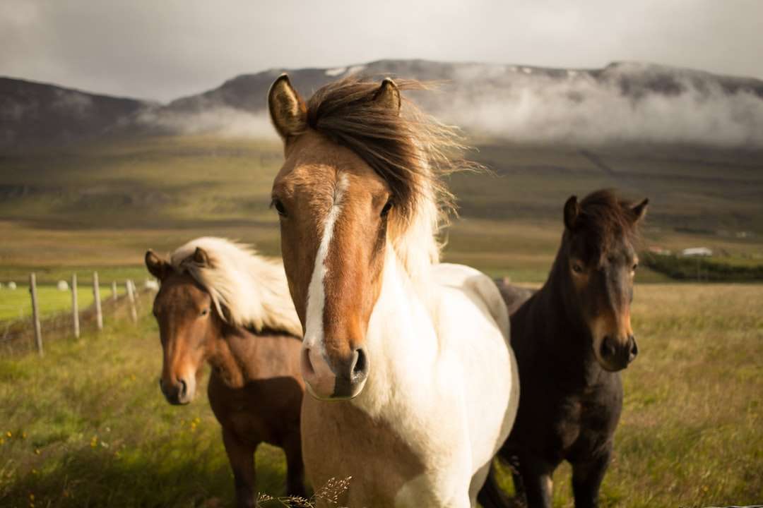Drie sierlijke paarden online puzzel