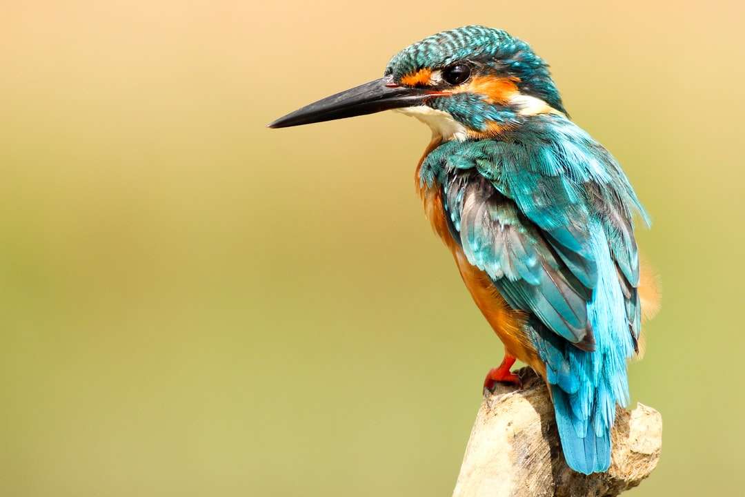 Μπλε Kingfisher online παζλ