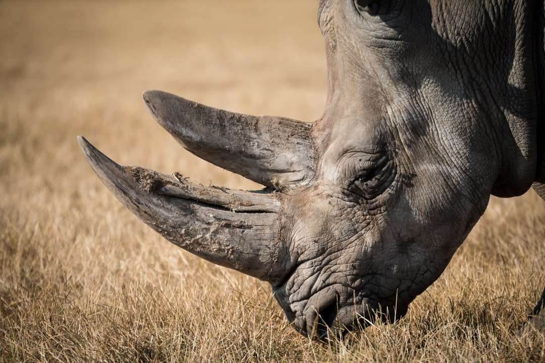 Rå noshörning pussel på nätet