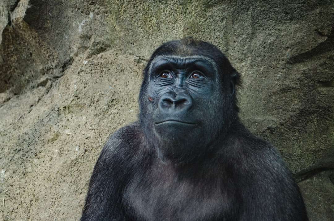 Szerencsés gorilla kirakós online
