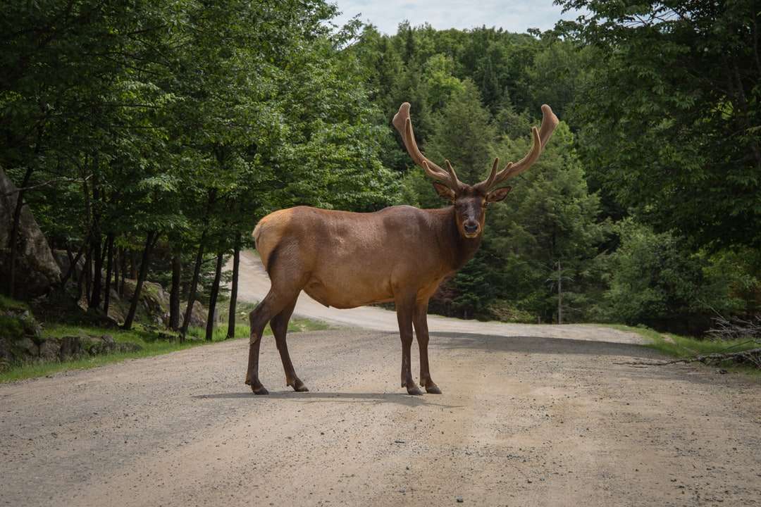 Deer in the middle of a road jigsaw puzzle online