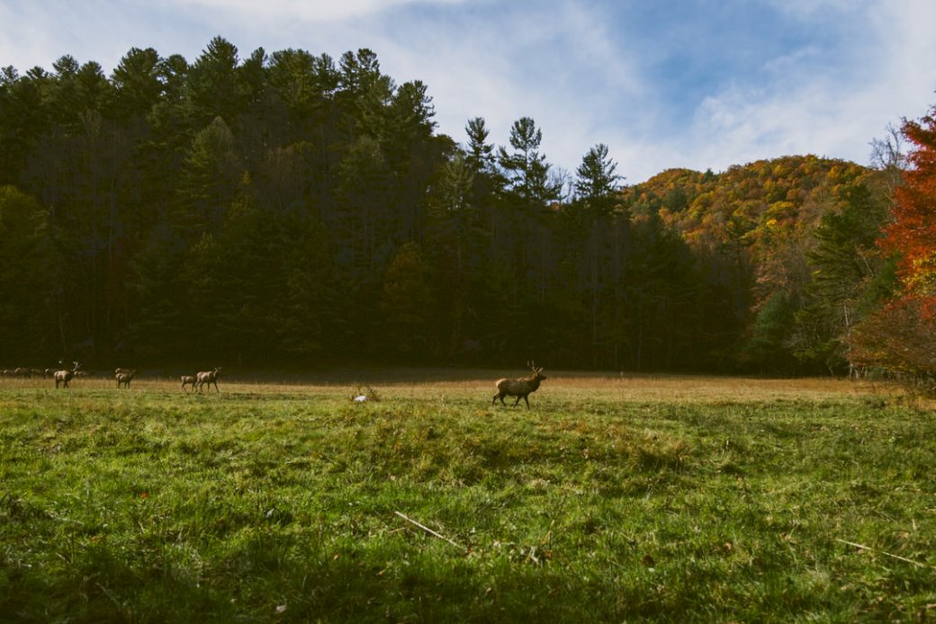 Girato a Cataloochee Valley, puzzle online
