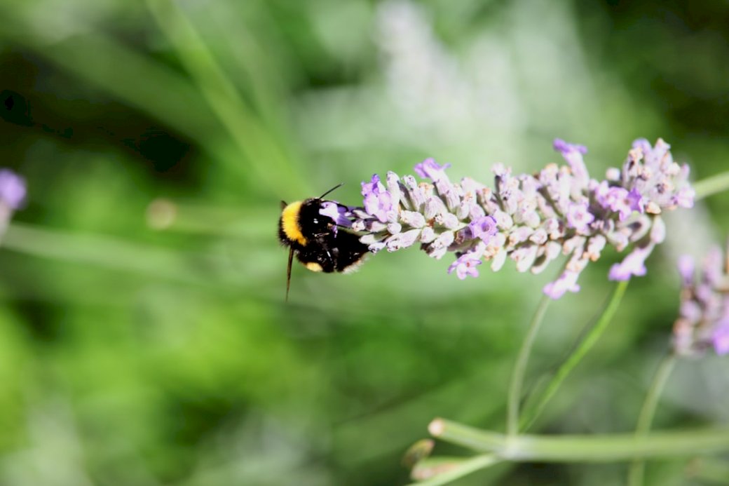 Бджоли на лозі пазл онлайн