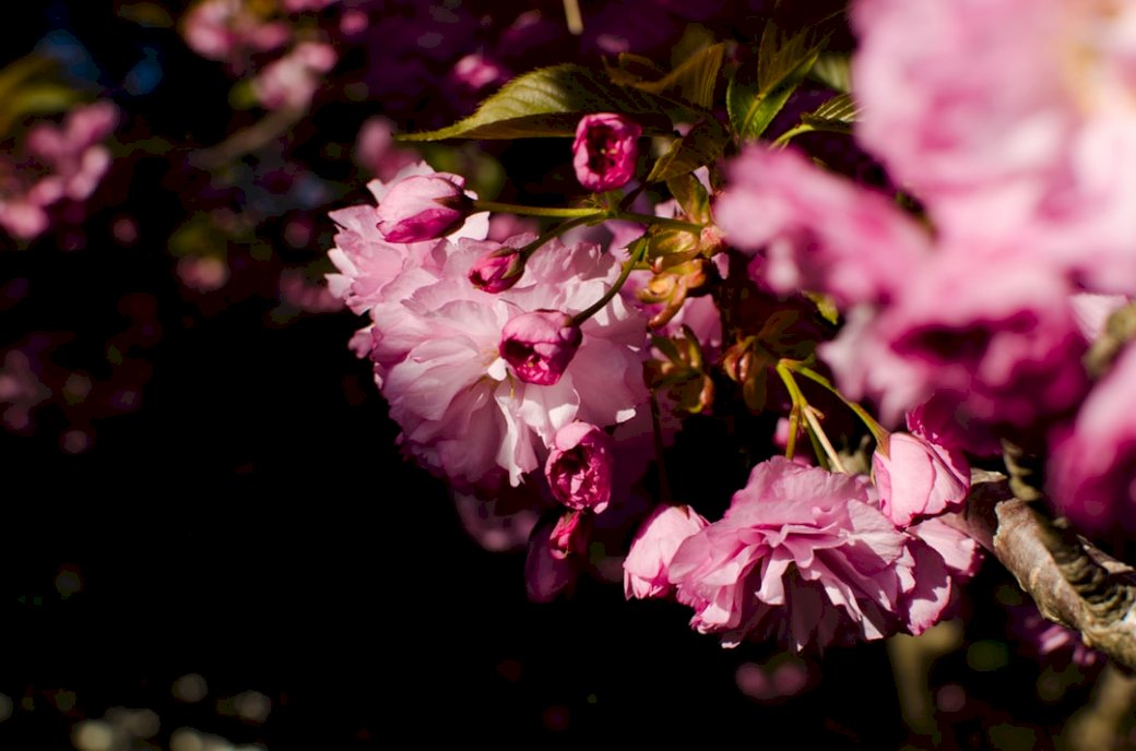 Blütenblauer Frühling Online-Puzzle
