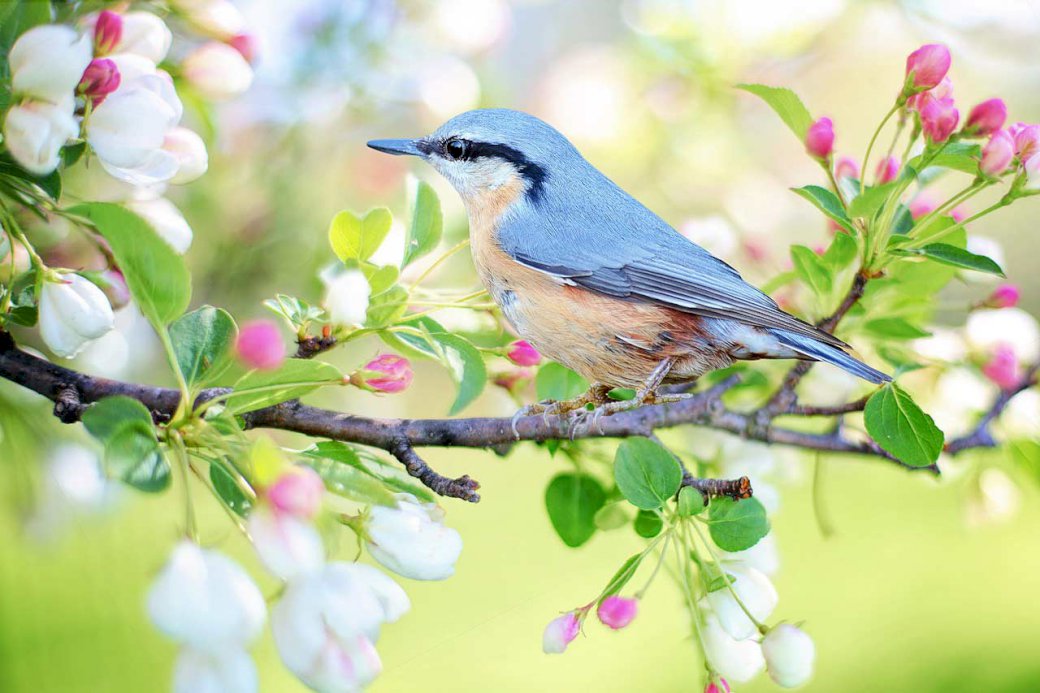 Vogel - Anhänger des Frühlings Online-Puzzle