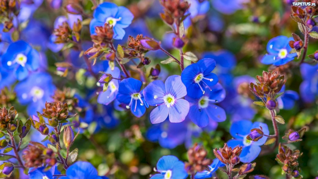 Сини цветя онлайн пъзел