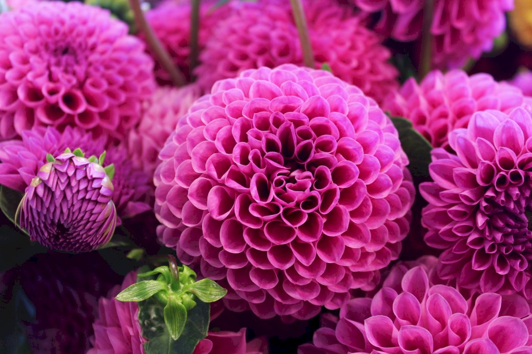 Όμορφα ροζ λουλούδια online παζλ