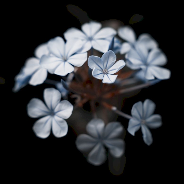 Λουλούδι closeup παζλ online
