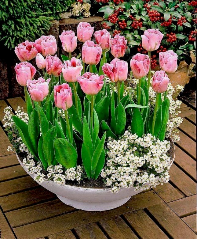 Розовые тюльпаны. пазл онлайн