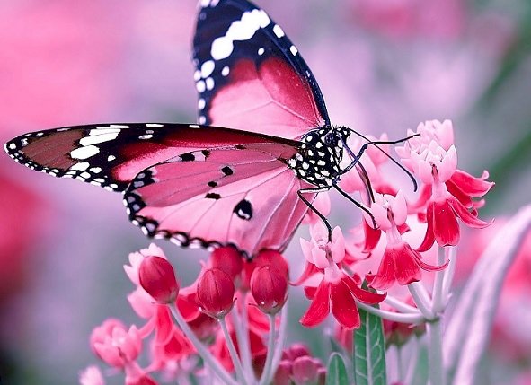 En vacker fjäril. Pussel online