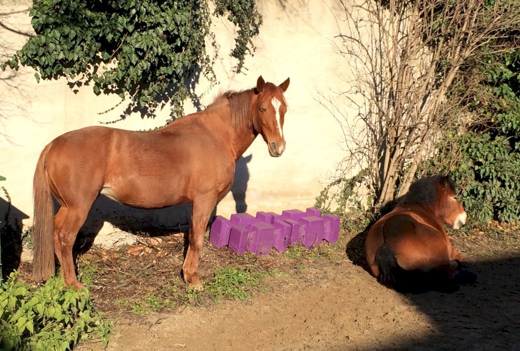 Pferde genießen die Sonne Puzzlespiel online