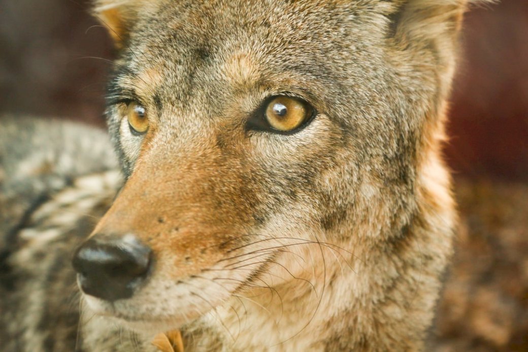 Coyote (Canis Latrans) jigsaw puzzle online