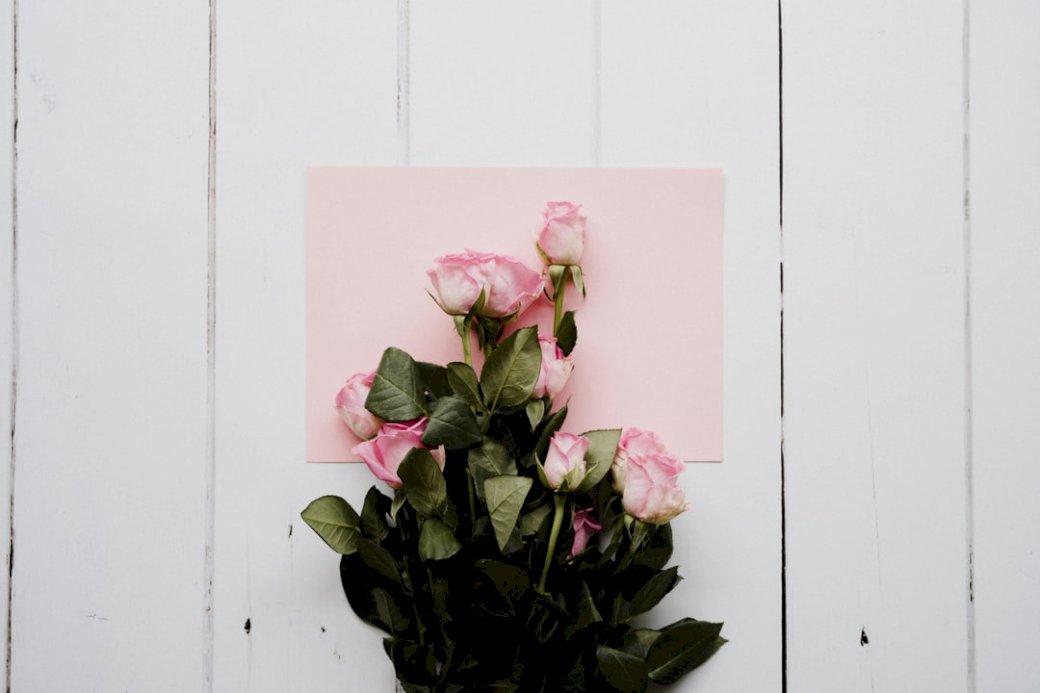 Rózsaszín rózsa, fehér fa online puzzle