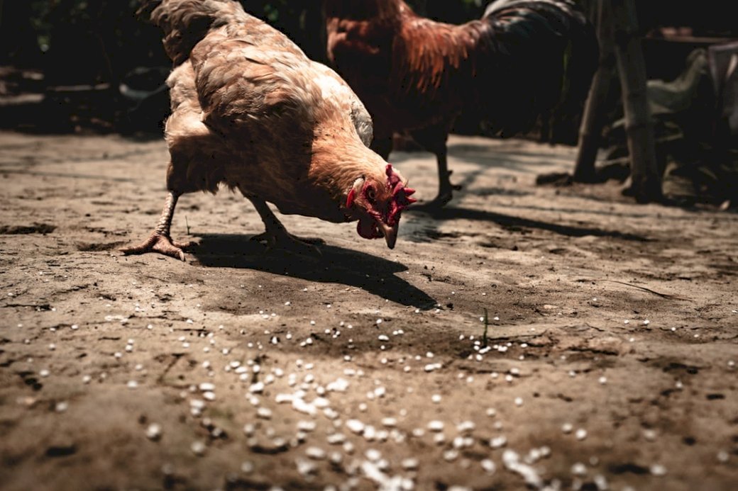 Hühner picken auf Mais Online-Puzzle