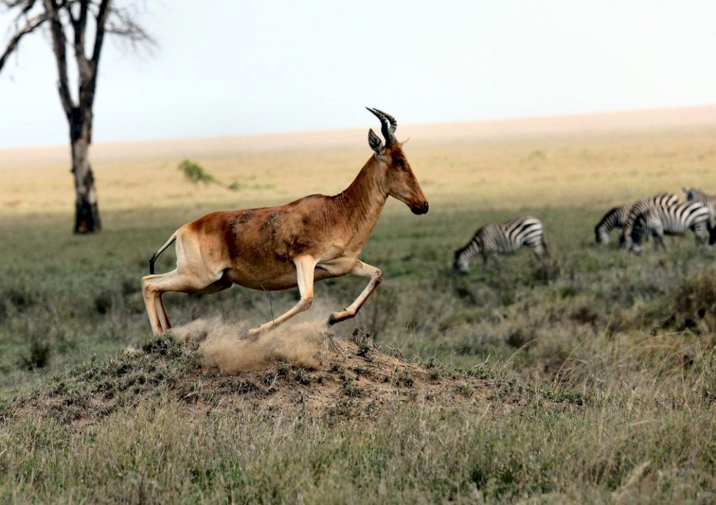 Antilope en zebra's online puzzel