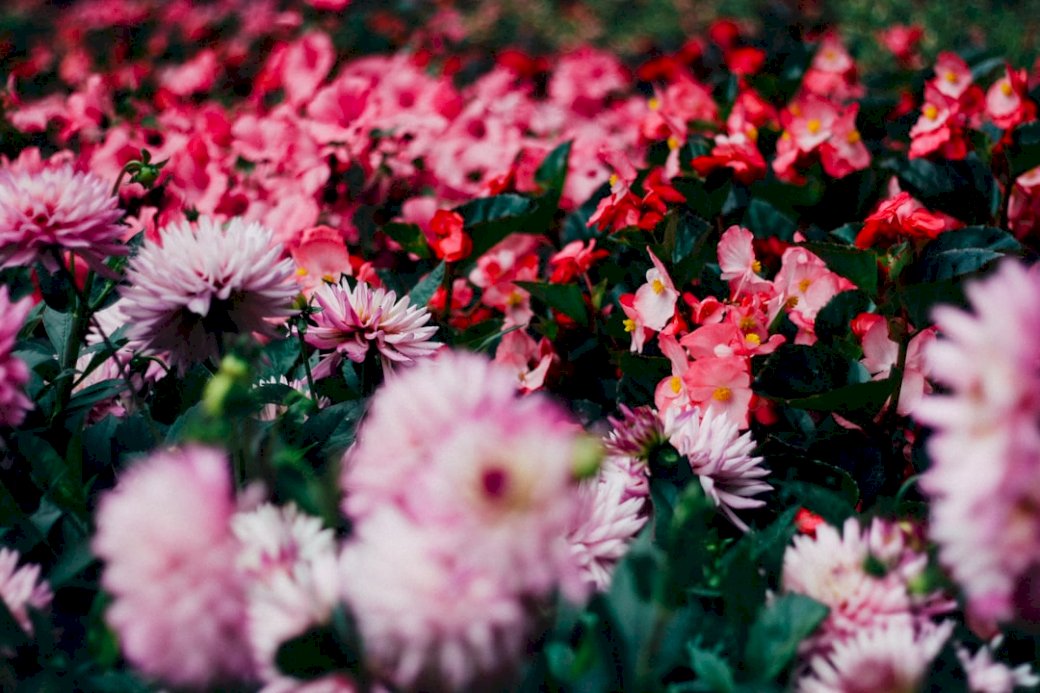 Ένας όμορφος κήπος με λουλούδια online παζλ